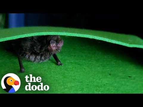 You'll Never Guess The Animal Stuck In This Rain Gauge #Video