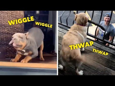 Why Everyone Should Own A Dog #Video