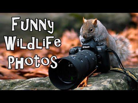 Funny Wildlife Photos To Enjoy #Video