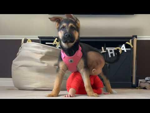 German Shepherd Protecting Babies Like Its Own Puppies #Video