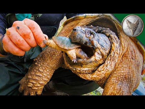Hungry Turtle Takes My Toy! Brave Wilderness