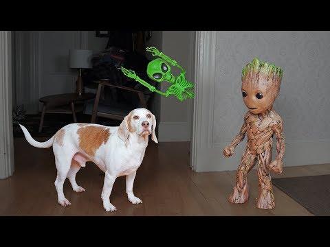 Groot Saves Dogs from Alien Skeleton! Funny Dogs Maymo & Potpie
