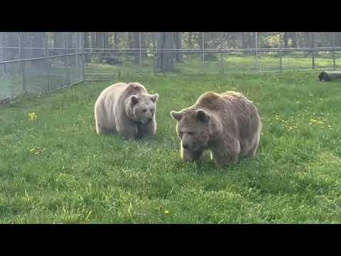 Nothing better than watching happy bears in the morning. #Video