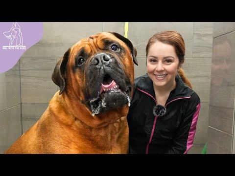 Conquering Fear: Heartwarming Groom on a Powerful Bullmastiff Guard Dog - Girl With Dogs #Video