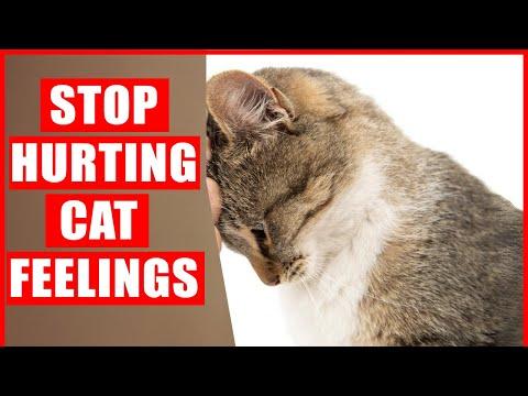 40 Things that EMOTIONALLY Hurt Your Cat, Without You Even Realizing It #Video