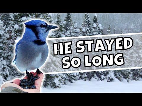 My Blue Jay Buddy Stayed on my Hand for so Long Today #Video