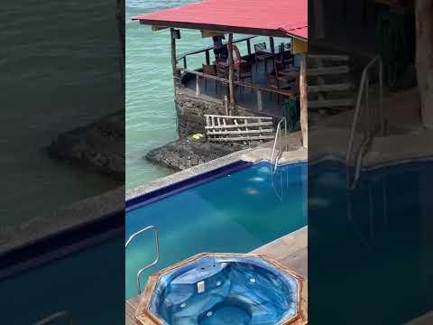 Sea Lion Comes on Land, Swims in Pool and Steals Man's Chair #video