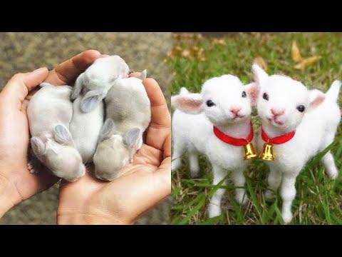 Cutest baby animals Videos Compilation Cute moment of the Animals - Cutest Animals #29