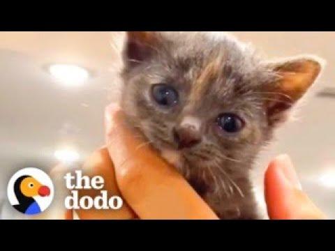 Guy Thinks He Can Train His Kitten — He's In For A Surprise #Video