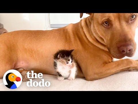 Pittie Becomes Guard Dog To Tons Of Rescue Kittens #Video