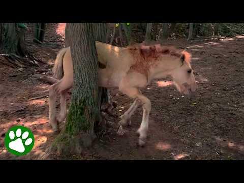 The Moment They Found the Foal Trapped Between Two Trees #Video