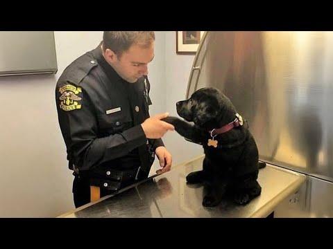 When Puppies Are Being Total Little Humans #Video