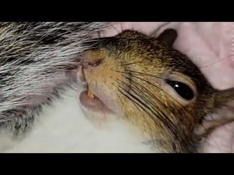 Woman adopts a squirrel. Now she can't take any vacations. #Video
