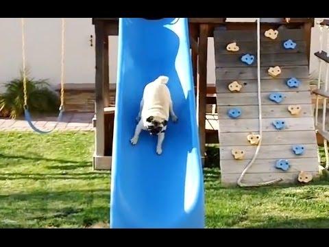 Pugs On Slides Compilation