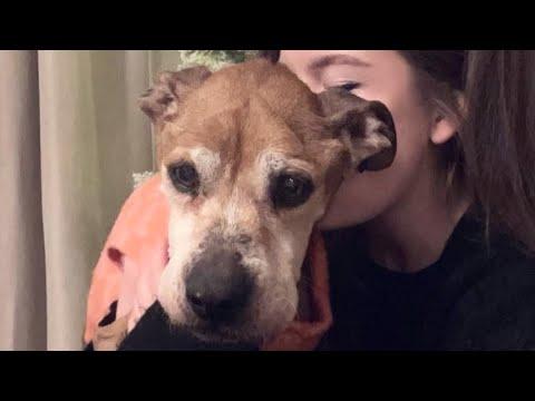 Senior dog kept waiting for owner who never returned #Video