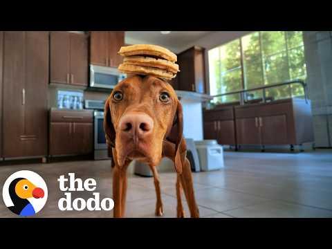 This Dog Can Balance Just About Anything On His Head! #Video