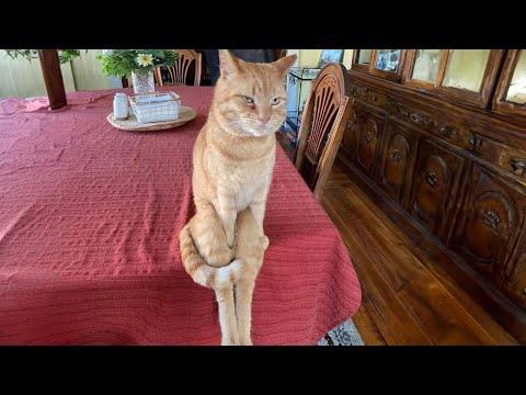 When you have an orange cat #Video
