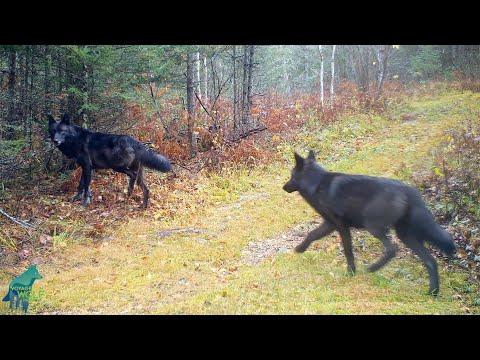 Almost entirely black wolf pack in northern Minnesota #Video
