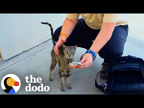 Everyone Walked By — Until One Person Stopped for This Sick Cat #Video