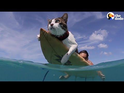 This Hawaiian Cat Loves Surfing With His Parents #Video