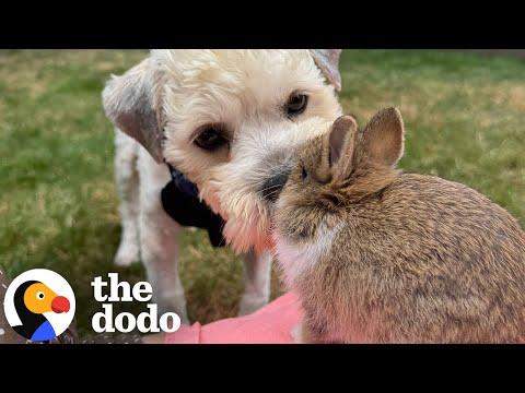 People Kept Driving By Stray Dog In Parking Lot