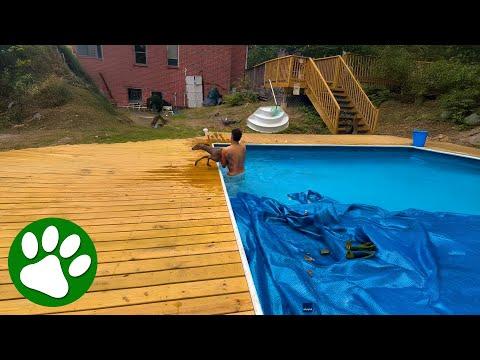 Brave Man Jumps Into Pool To Save Panicked Deer #Video