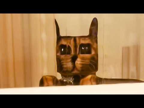 Why's My Cat Gltiching | YOUR Daily Dose of Pets #Video