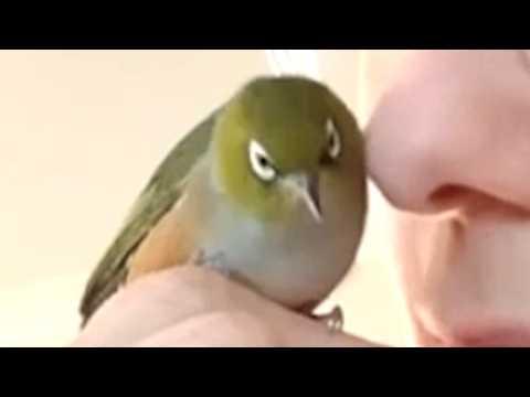 Bird returns every night at 5:30 to sleep inside woman's house #Video
