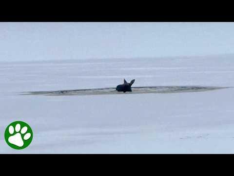 Brave heroes save moose trapped in frozen lake #Video