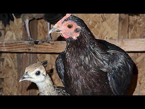 Gullible chicken ends up raising peacock #Video