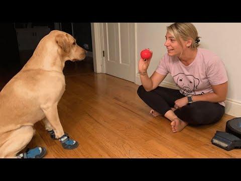 Smart Doggo Can Detect Mom's Blood Sugar Level #Video