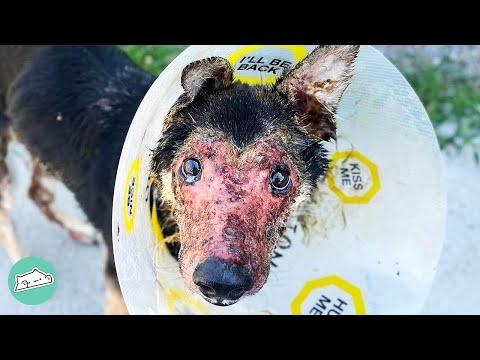 German Shepherd was Almost Euthanized. But has been Given her Life Back #Video