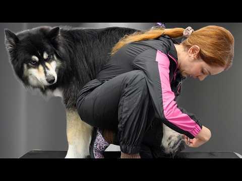 This Might Be My Funniest Husky Video To Date #Video