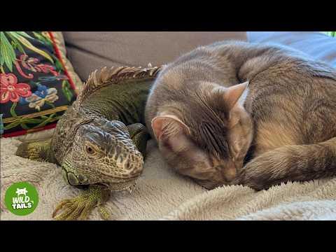 This Rescued Sick Iguana Was Syringe Fed... Now She Falls In Love With Two Cats #Video
