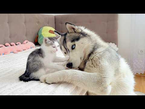 Fearless Tiny Kitten Shows Giant Husky Who’s Boss! #Video