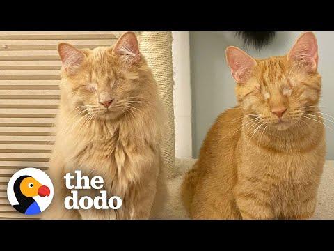 Rescued Blind Kittens Have The Cutest Way Of Locating Each Other #Video