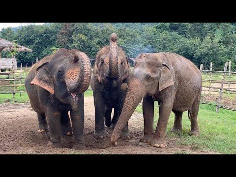 Refreshing Dust Baths for the Herd! - Elephantnews #Video