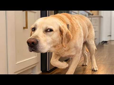 You Will Regret Scrolling Past This FUNNY DOGS Video!