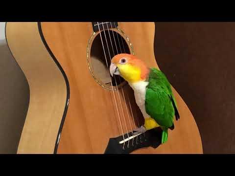 Caique parrot plays guitar #Video