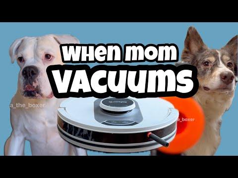 When Mom Vacuums - Layla The Boxer #Video