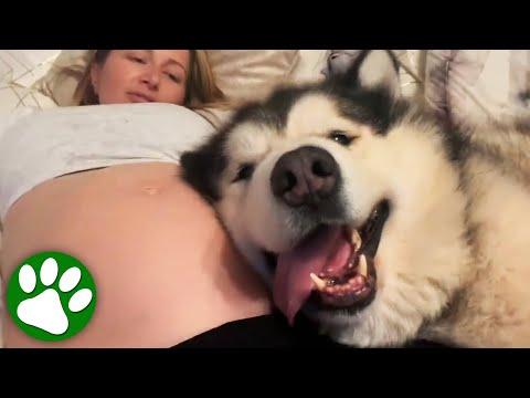 Dogs notice something weird going on inside mommy's belly #Video