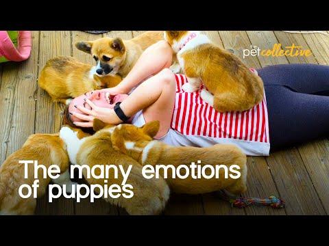 Super Sweet Puppy Emotions Video