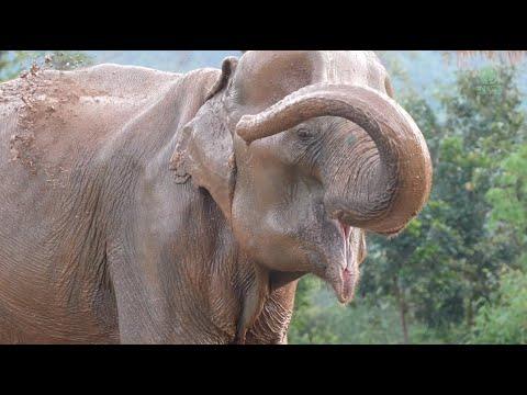 Elephant Enjoying Her First Mud Bath After A Long Rescue Journey - ElephantNews #Video