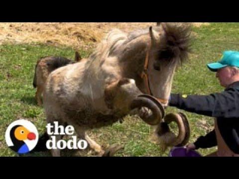 Pony Is Thrilled To Have Her Overgrown Hooves Finally Cut #Video