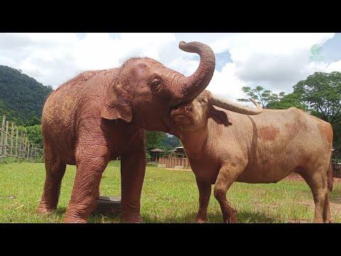 Adorable Friendship Between Baby Elephant Wan Mai And Water Buffalo - ElephantNews #Video