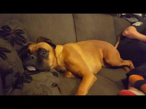 Boxer dog has hilarious tantrum #Video