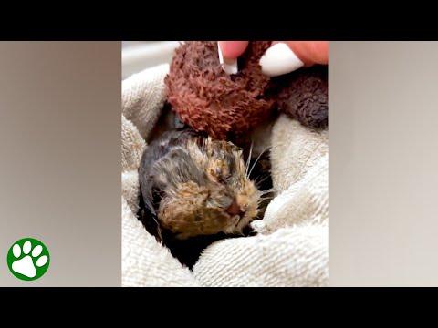 Homeless kitten with matted fur covering her face #Video