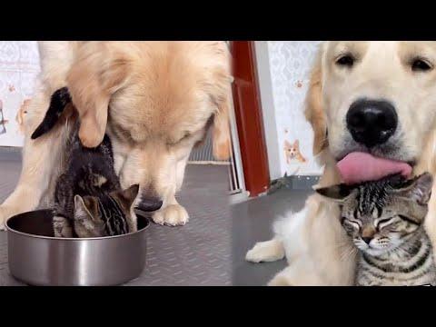 Golden Dog Cares for his Kitty Friends #Video
