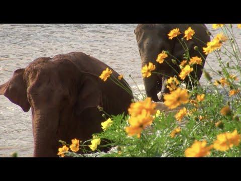 Flower Blossom In Elephant Sanctuary - ElephantNews #Video