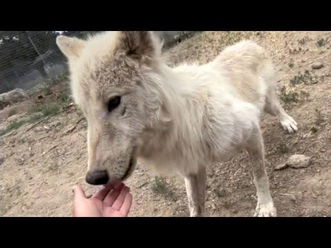 Shy wolfdog has incredible transformation after rescue #Video